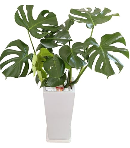 Amazon.co.jp: モンステラ デリシオーサ 8号鉢つき 2株植え 深切れ